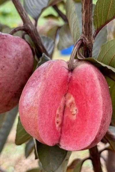 Red Supreme Guava Air Layered Healthy Fruit Plant