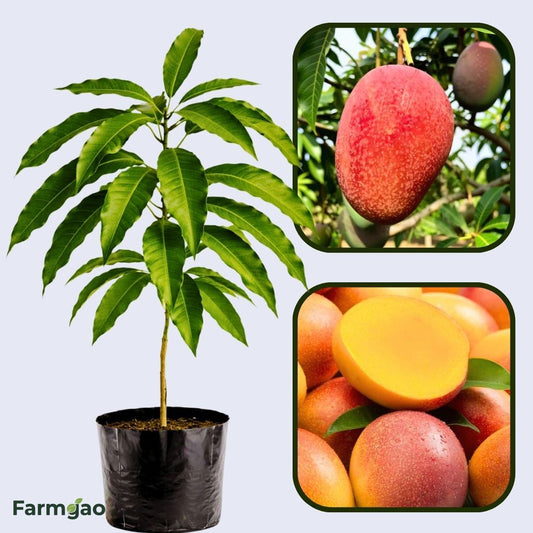 Red Willard Mango Aam Grafted Healthy Fruit Plant