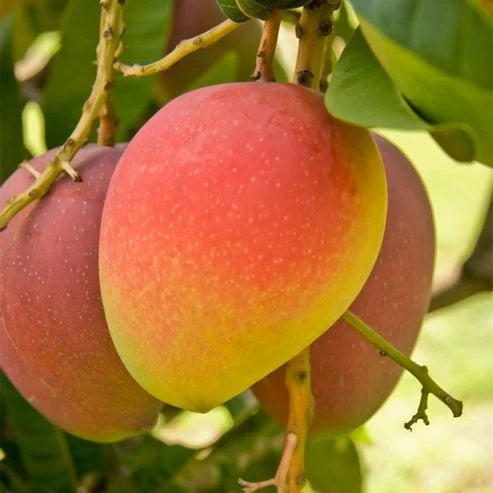 Red Willard Mango Aam Grafted Healthy Fruit Plant