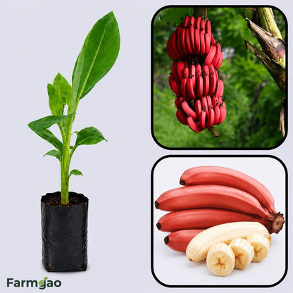 Red Banana Healthy Sweet Tissue Cultured Fruit Plant