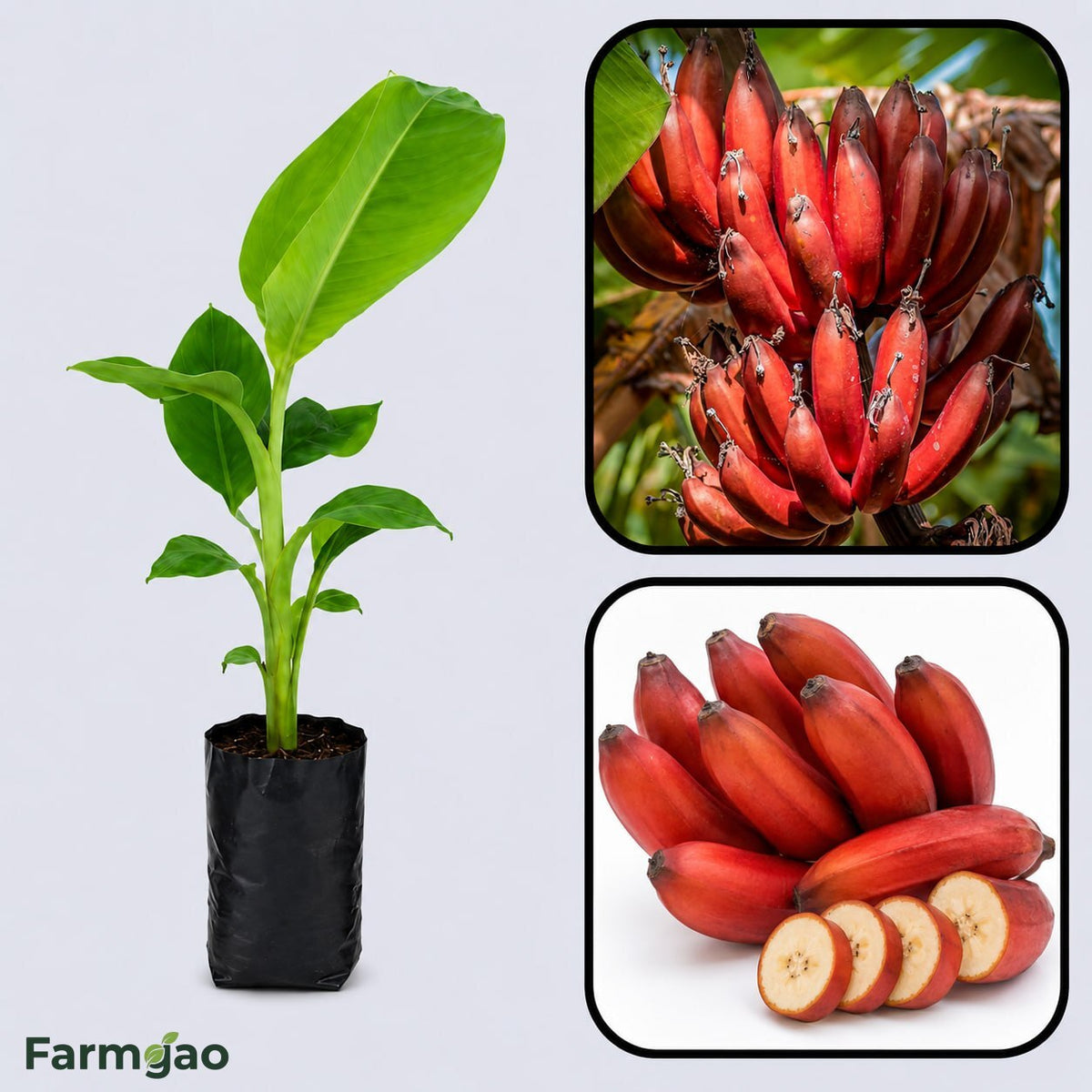 Red Banana (Lal Kela) Healthy Sweet Tissue Cultured Fruit Plant