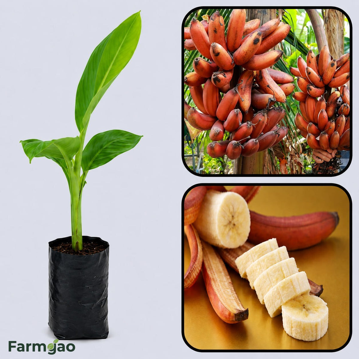 Red Dacca Banana Healthy Sweet Tissue Cultured Fruit Plant