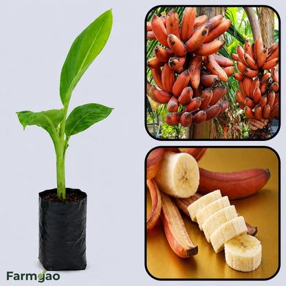 Red Dacca Banana Healthy Sweet Tissue Cultured Fruit Plant