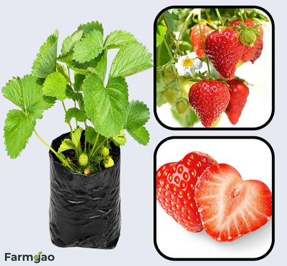 Red Gauntlet Strawberry Healthy Sweet Home Garden Kitchen Garden Terrace Balcony Fruit Plant
