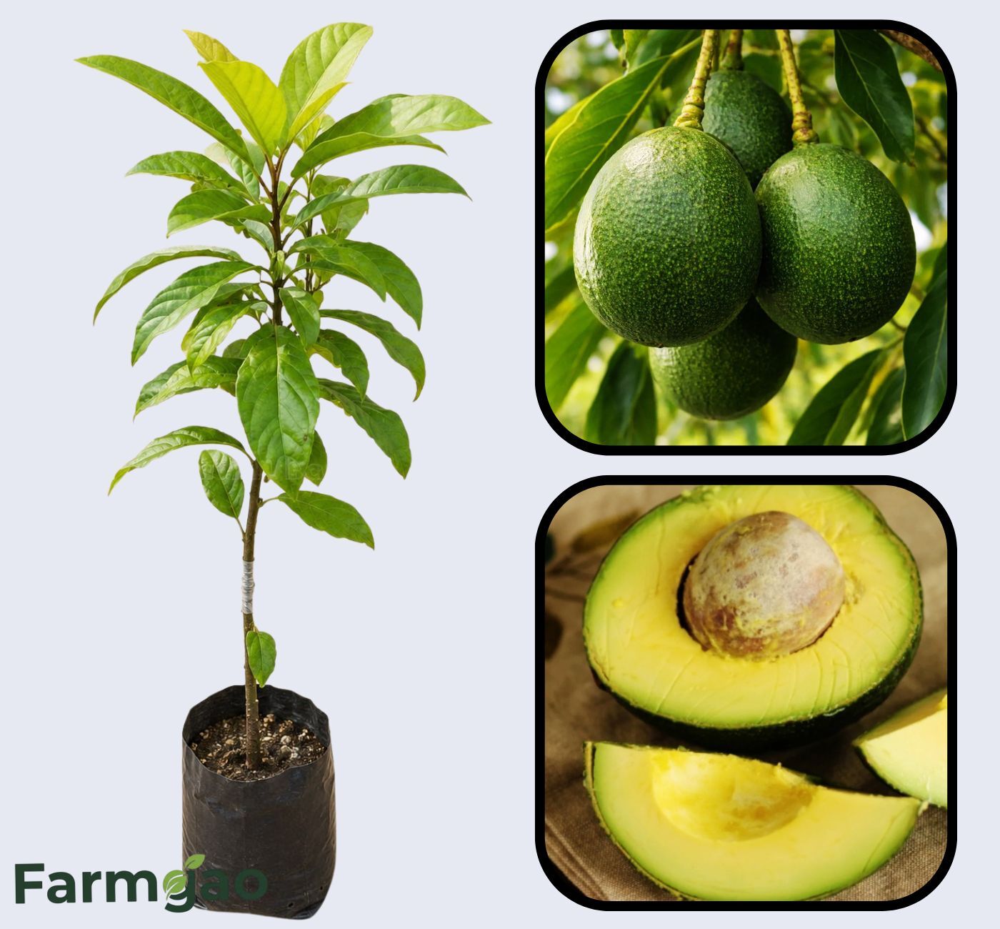 Reed Avocado Grafted Healthy Fruit Plant
