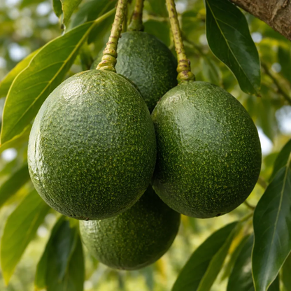 Reed Avocado Grafted Healthy Fruit Plant