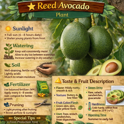 Reed Avocado Grafted Healthy Fruit Plant