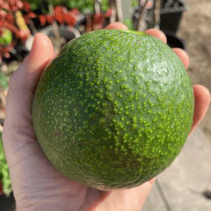 Reed Avocado Grafted Healthy Fruit Plant
