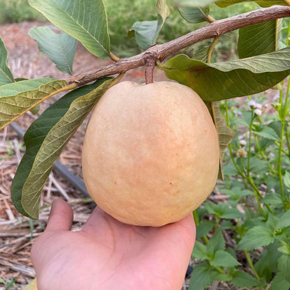 Regional Roja Guava Air Layered Healthy Fruit Plant