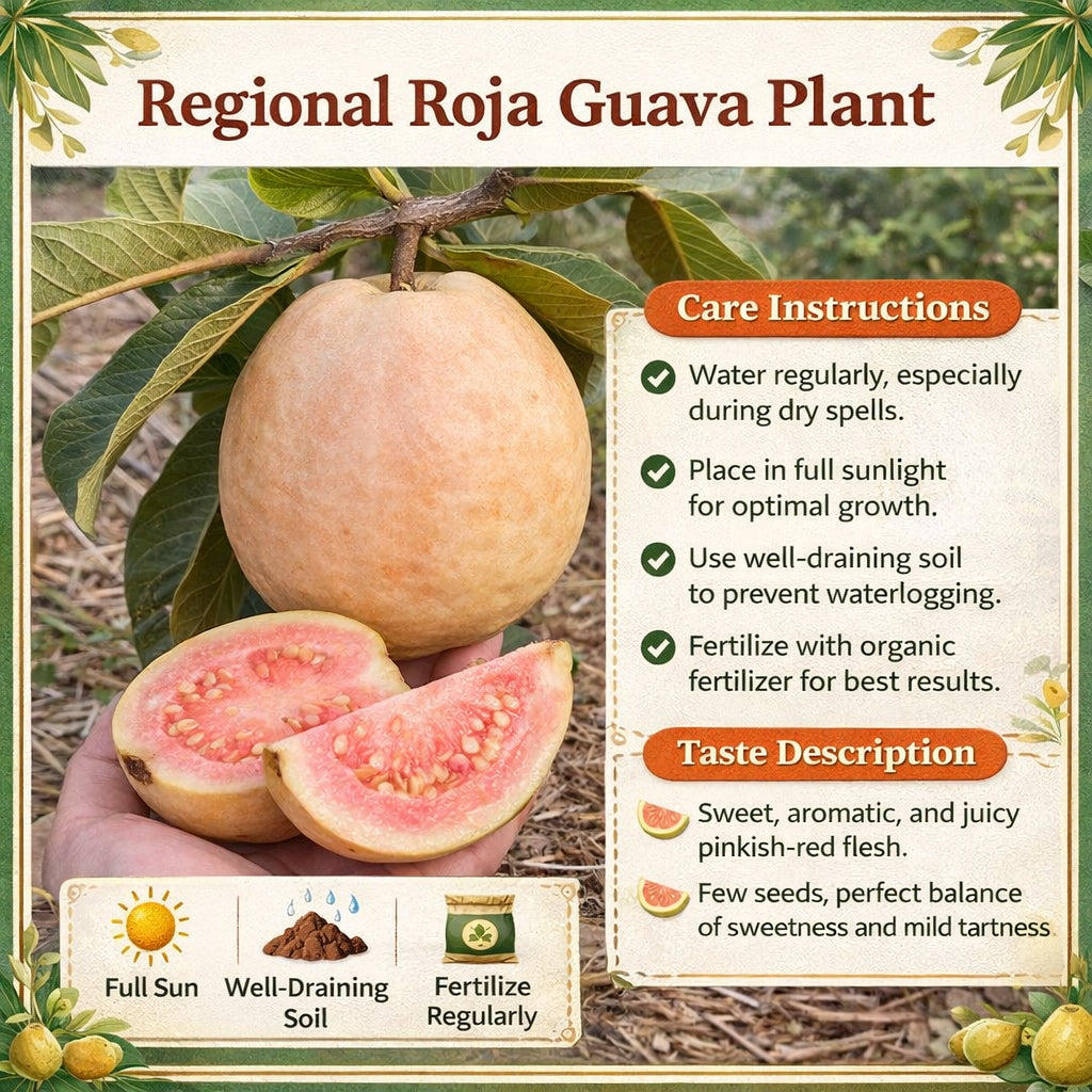 Regional Roja Guava Air Layered Healthy Fruit Plant
