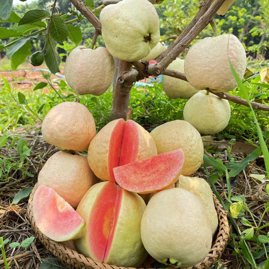 Regional Roja Guava Air Layered Healthy Fruit Plant