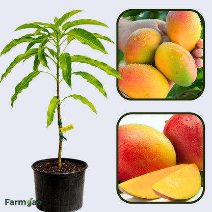Rewa Sunderja Mango Aam Grafted Healthy Fruit Plant