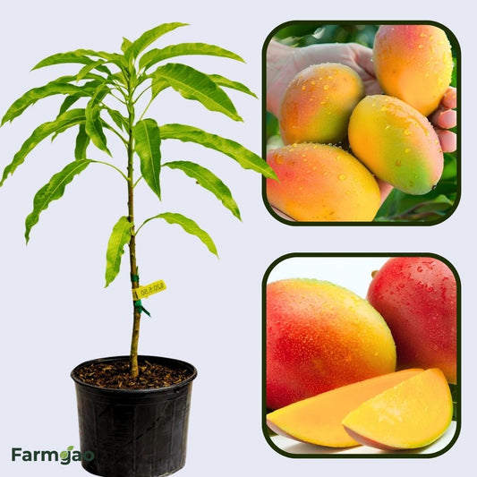 Rewa Sunderja Mango Aam Grafted Healthy Fruit Plant
