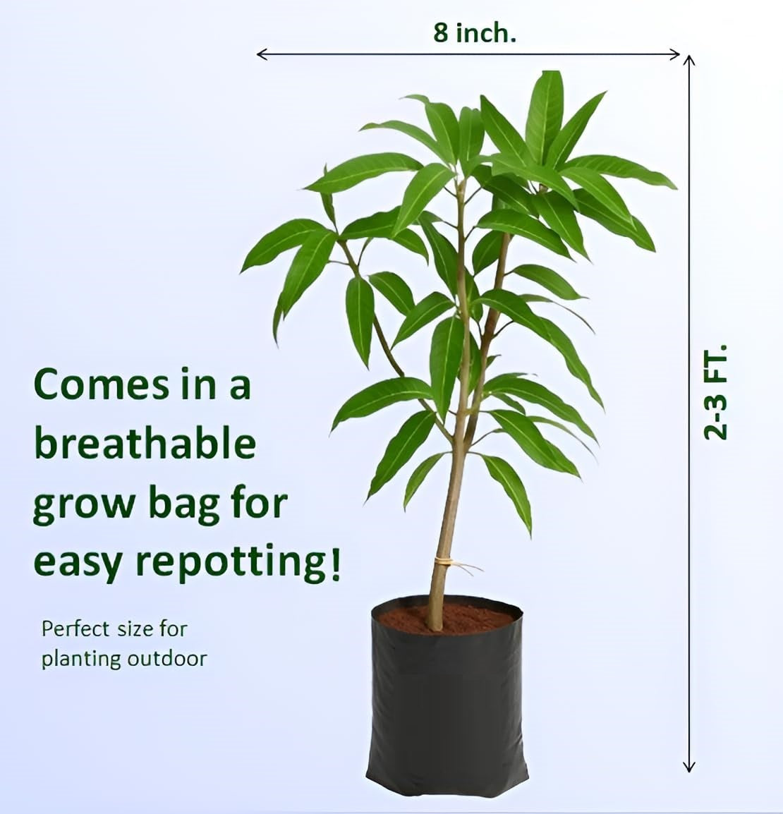 Rewa Sunderja Mango Aam Grafted Healthy Fruit Plant