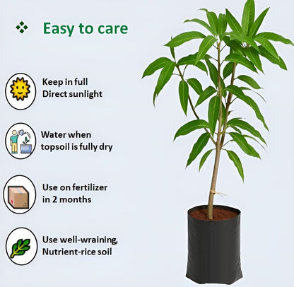 Rewa Sunderja Mango Aam Grafted Healthy Fruit Plant