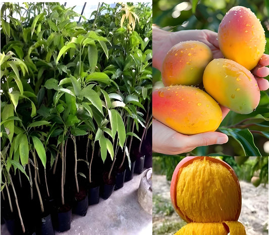 Rewa Sunderja Mango Aam Grafted Healthy Fruit Plant