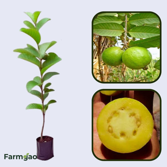 Rica Guava Air Layered Healthy Fruit Plant