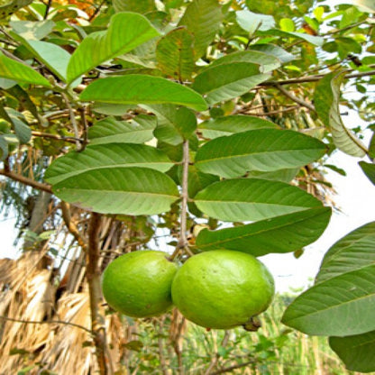 Rica Guava Air Layered Healthy Fruit Plant