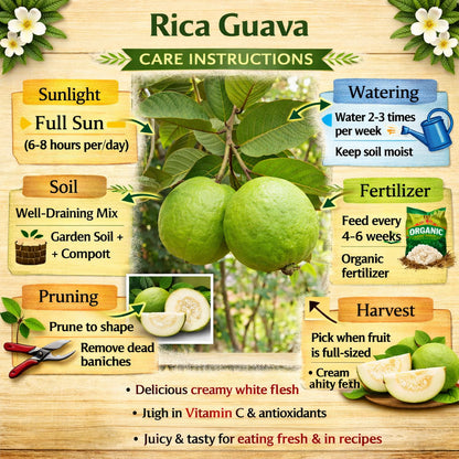 Rica Guava Air Layered Healthy Fruit Plant