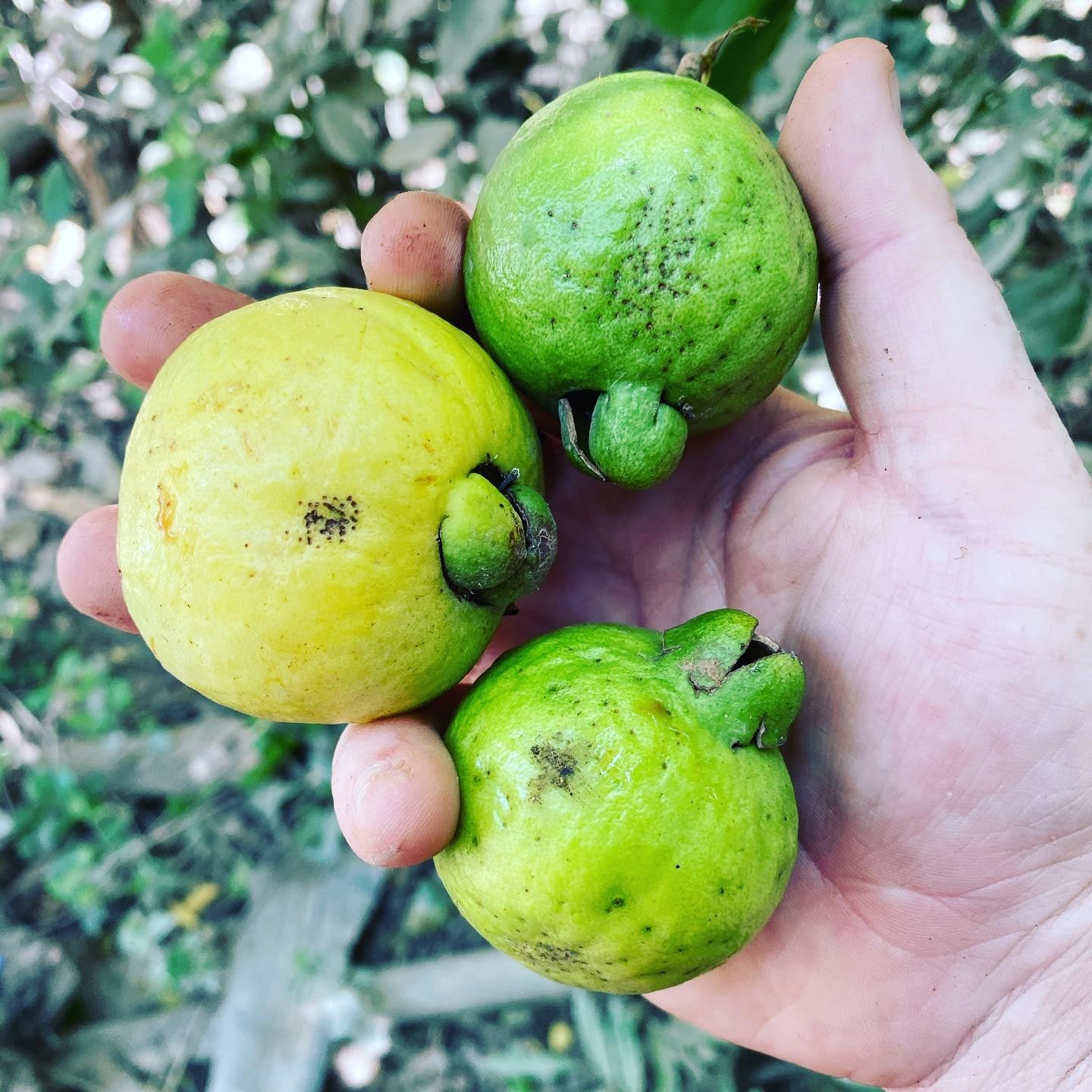 Rica Guava Air Layered Healthy Fruit Plant