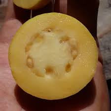 Rica Guava Air Layered Healthy Fruit Plant