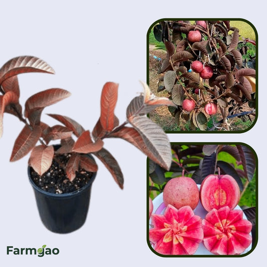 Rio Branco Pink Guava Air Layered Healthy Fruit Plant