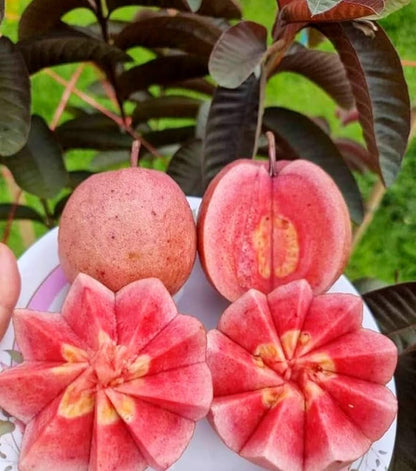 Rio Branco Pink Guava Air Layered Healthy Fruit Plant