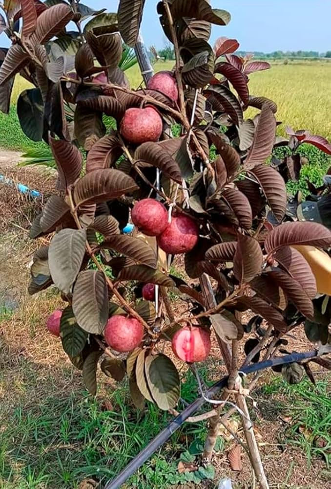 Rio Branco Pink Guava Air Layered Healthy Fruit Plant