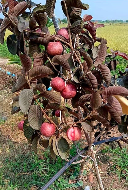 Rio Branco Pink Guava Air Layered Healthy Fruit Plant