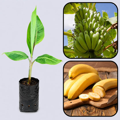 Robusta Banana Healthy Sweet Tissue Cultured Fruit Plant