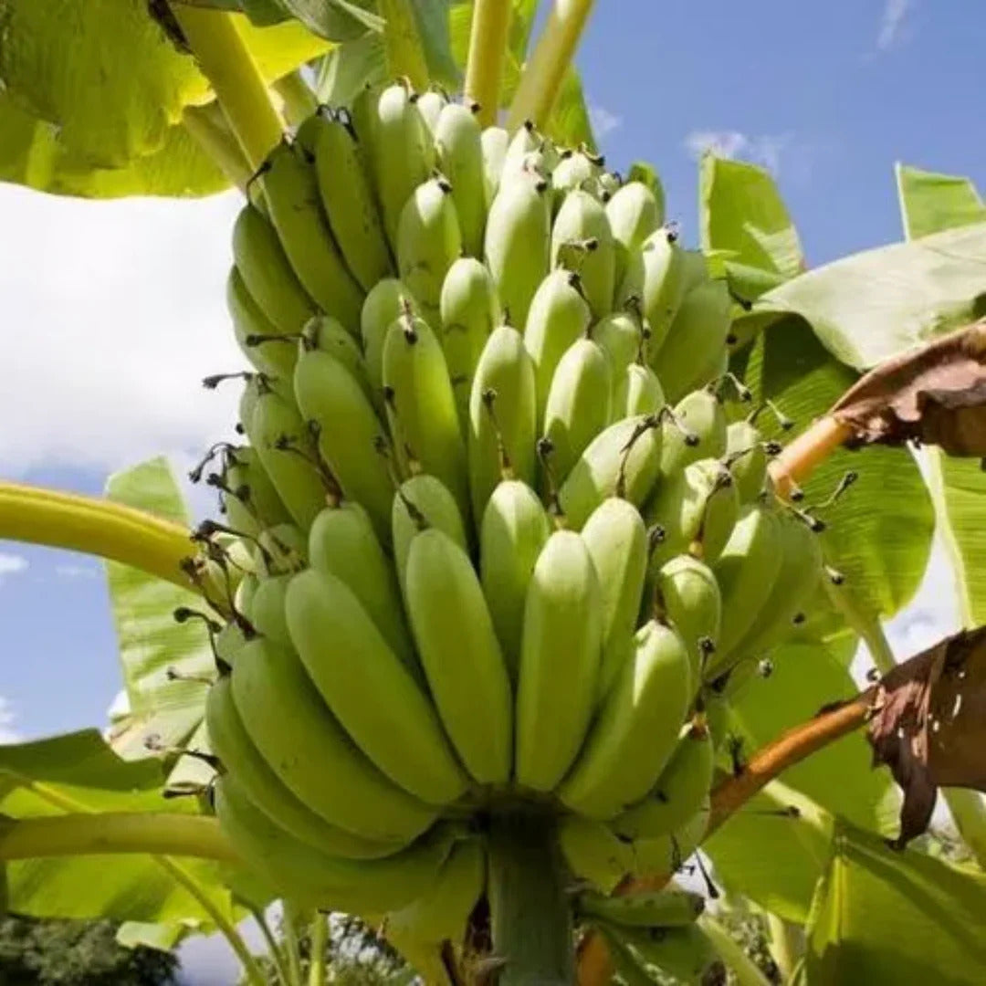 Robusta Banana Healthy Sweet Tissue Cultured Fruit Plant