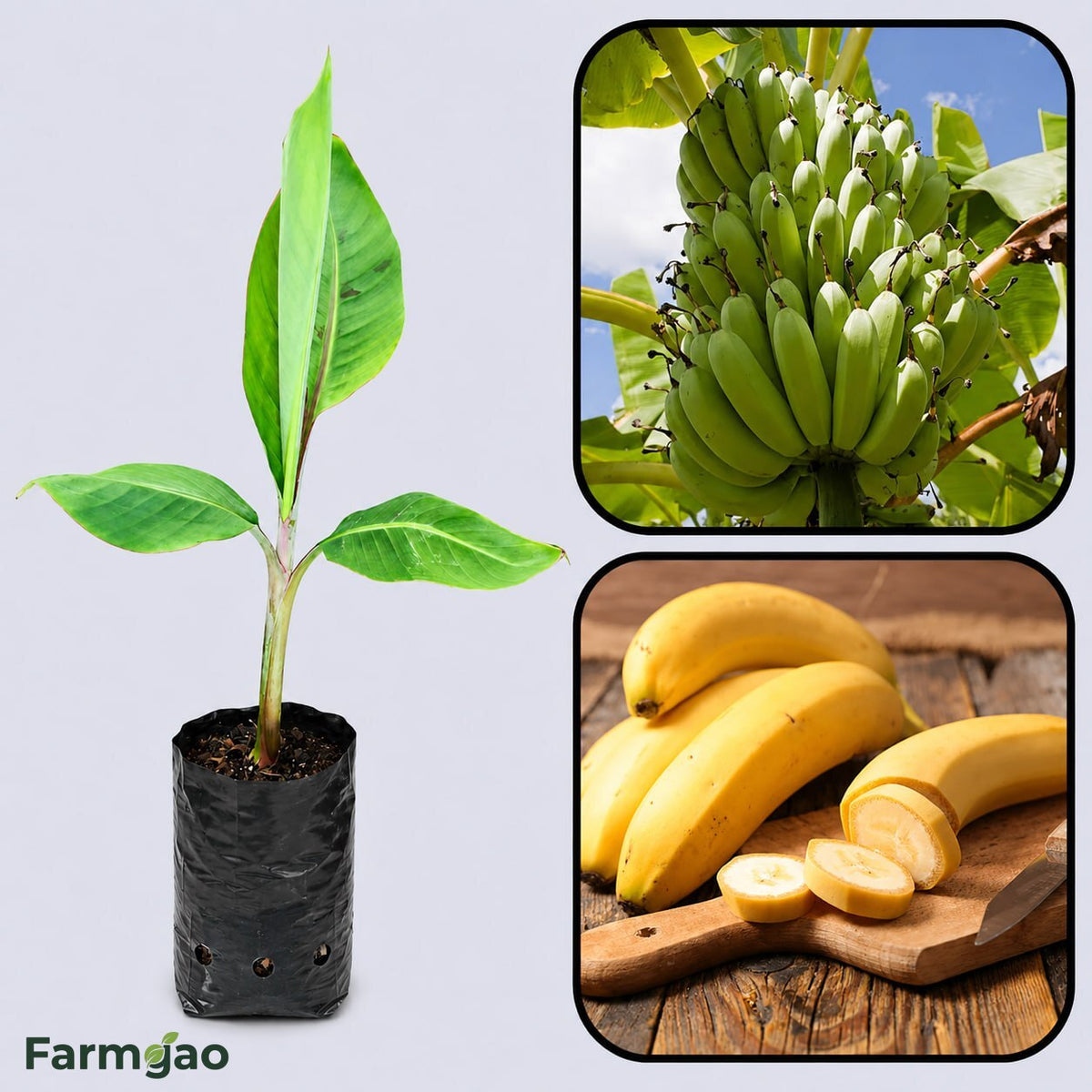 Robusta Banana Healthy Sweet Tissue Cultured Fruit Plant