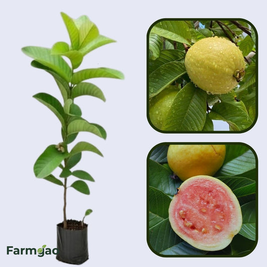 Roja Patillo Guava Air Layered Healthy Fruit Plant