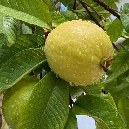 Roja Patillo Guava Air Layered Healthy Fruit Plant