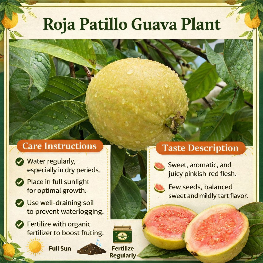Roja Patillo Guava Air Layered Healthy Fruit Plant