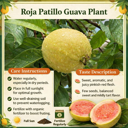 Roja Patillo Guava Air Layered Healthy Fruit Plant