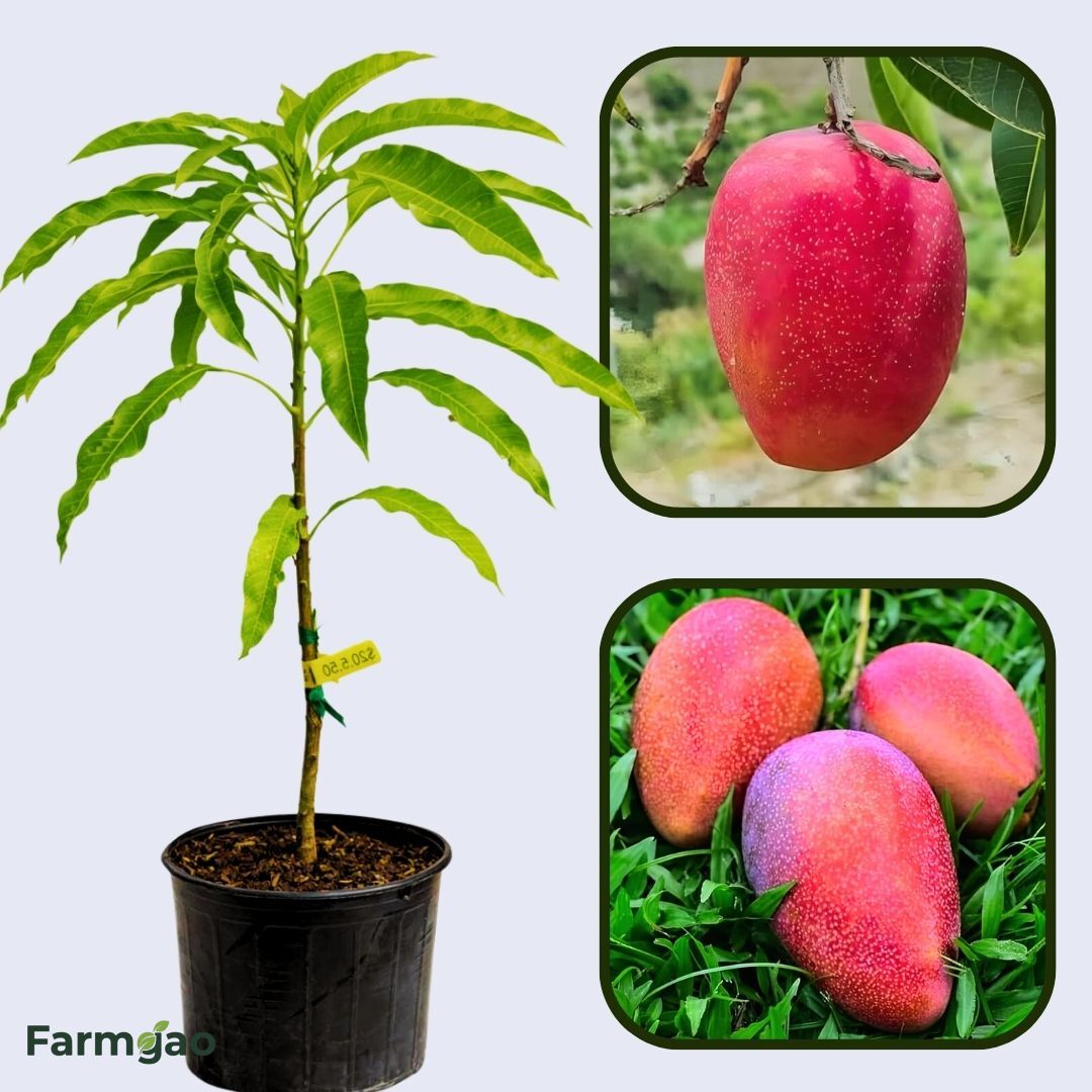 Rosa Mango Aam Grafted Healthy Fruit Plant