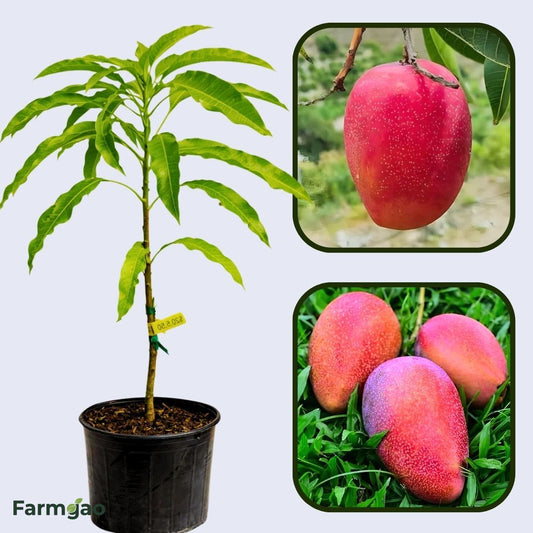 Rosa Mango Aam Grafted Healthy Fruit Plant