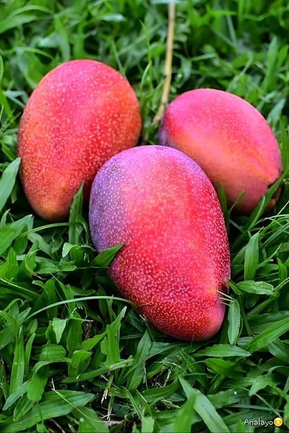 Rosa Mango Aam Grafted Healthy Fruit Plant