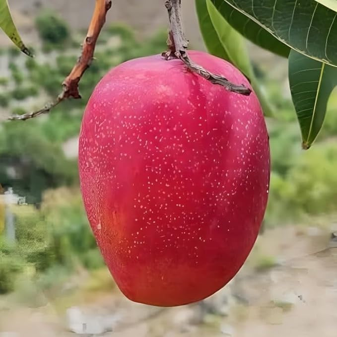Rosa Mango Aam Grafted Healthy Fruit Plant
