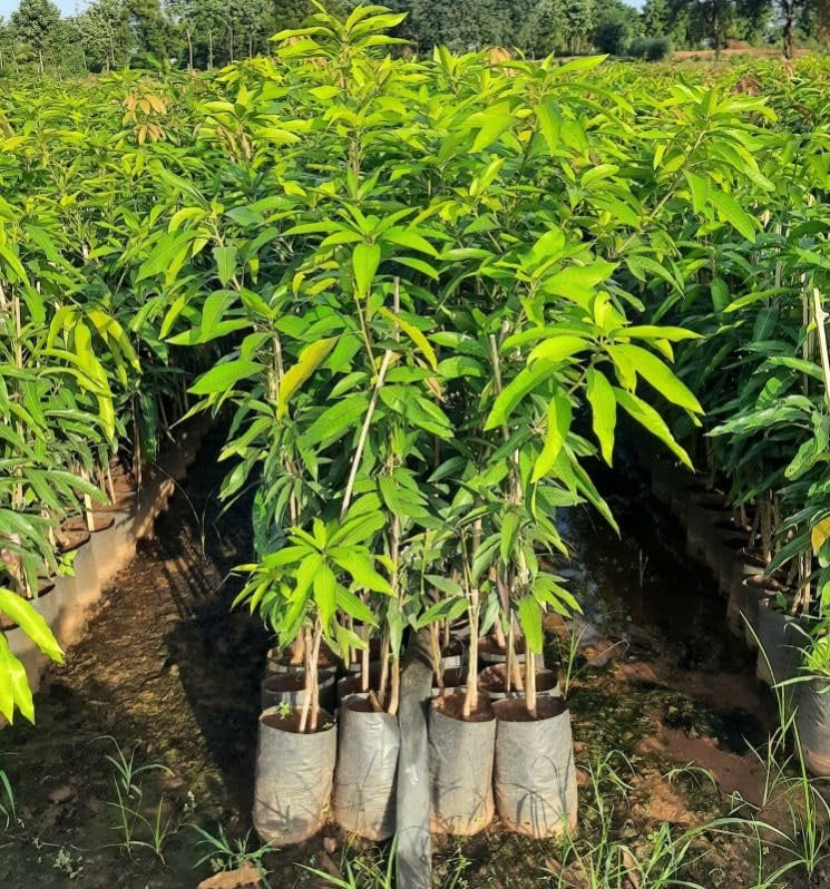 Rosa Mango Aam Grafted Healthy Fruit Plant