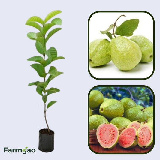 Rosa Mineira Guava Air Layered Healthy Fruit Plant