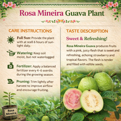 Rosa Mineira Guava Air Layered Healthy Fruit Plant