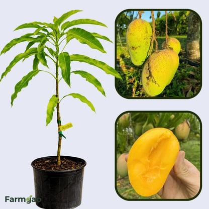 Rosegold Mango Aam Grafted Healthy Fruit Plant