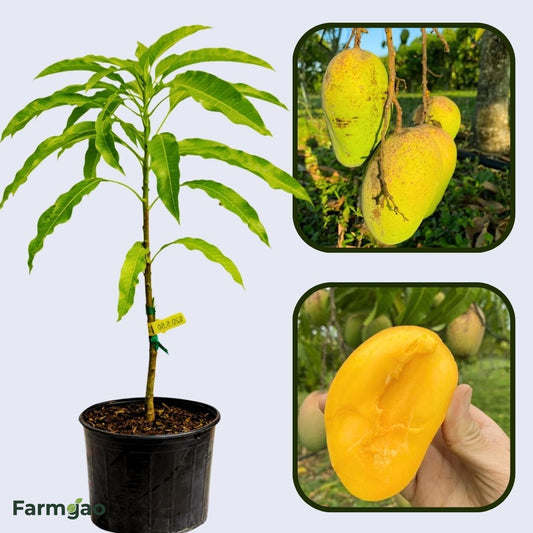 Rosegold Mango Aam Grafted Healthy Fruit Plant