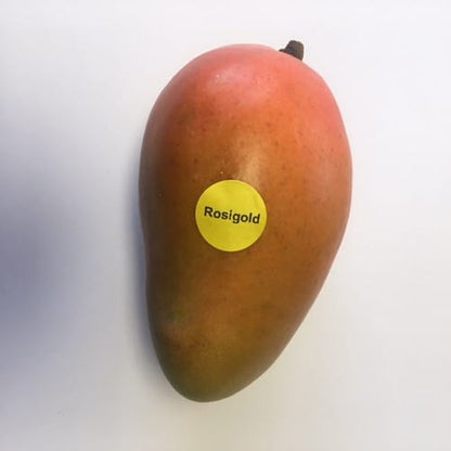 Rosegold Mango Aam Grafted Healthy Fruit Plant