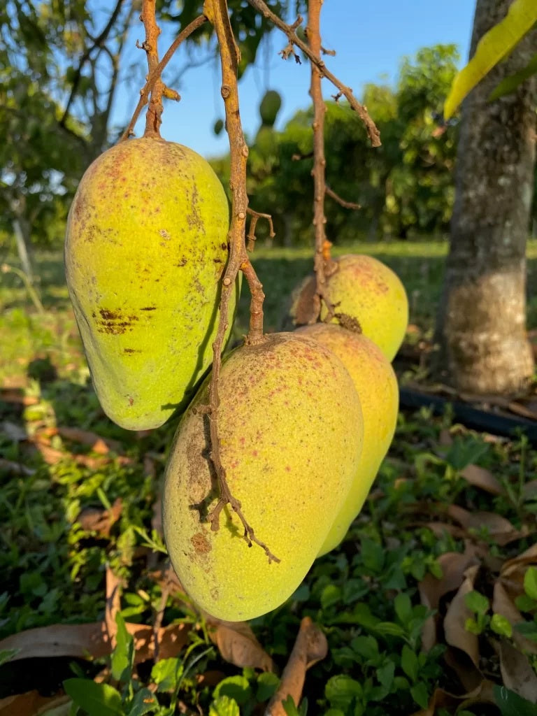 Rosegold Mango Aam Grafted Healthy Fruit Plant