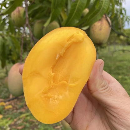 Rosegold Mango Aam Grafted Healthy Fruit Plant