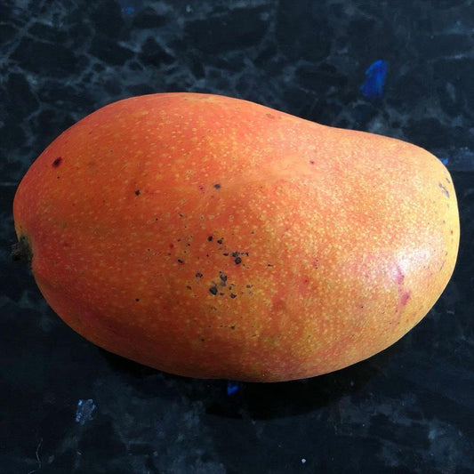 Rosigold Mango Aam Grafted Healthy Fruit Plant
