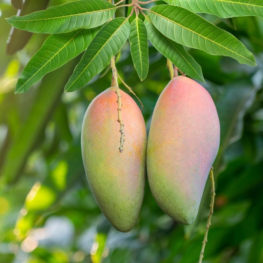 Rosigold Mango Aam Grafted Healthy Fruit Plant
